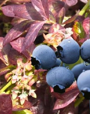 vaccinium cor
